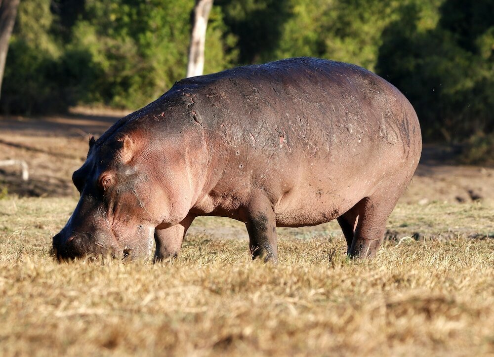 Фото Tlou Safari Lodge
