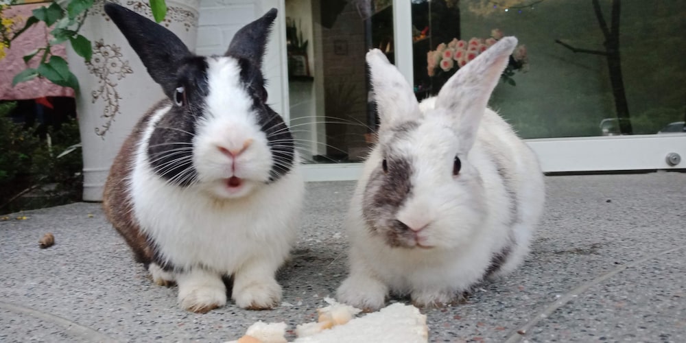 Фото Lily Village