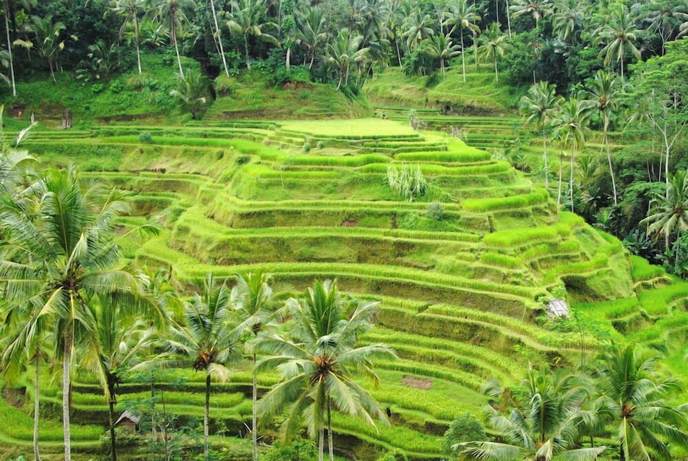 Фото Ubud Room's B&b
