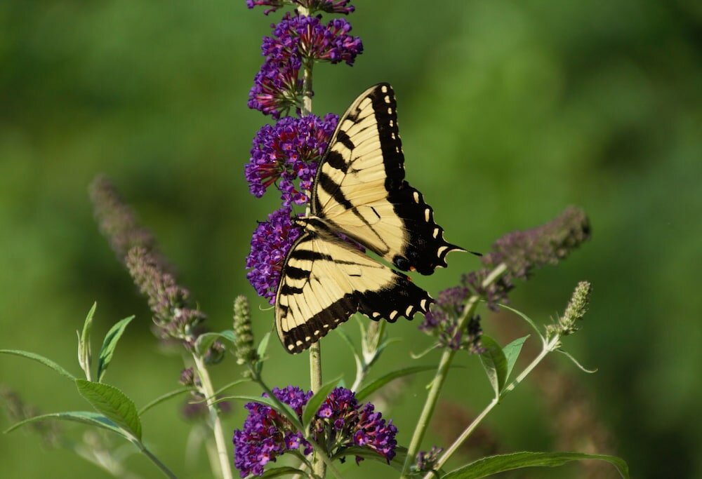Фото Makanda Inn & Cottages