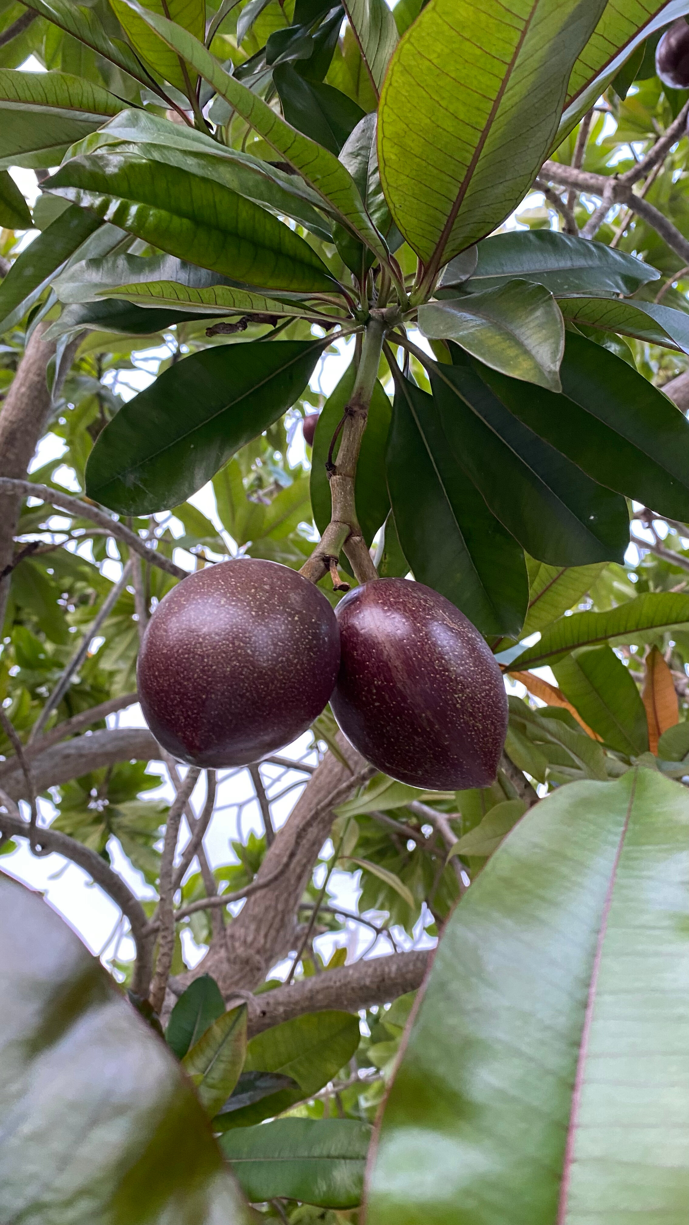 Фото Olive Tree Hotel