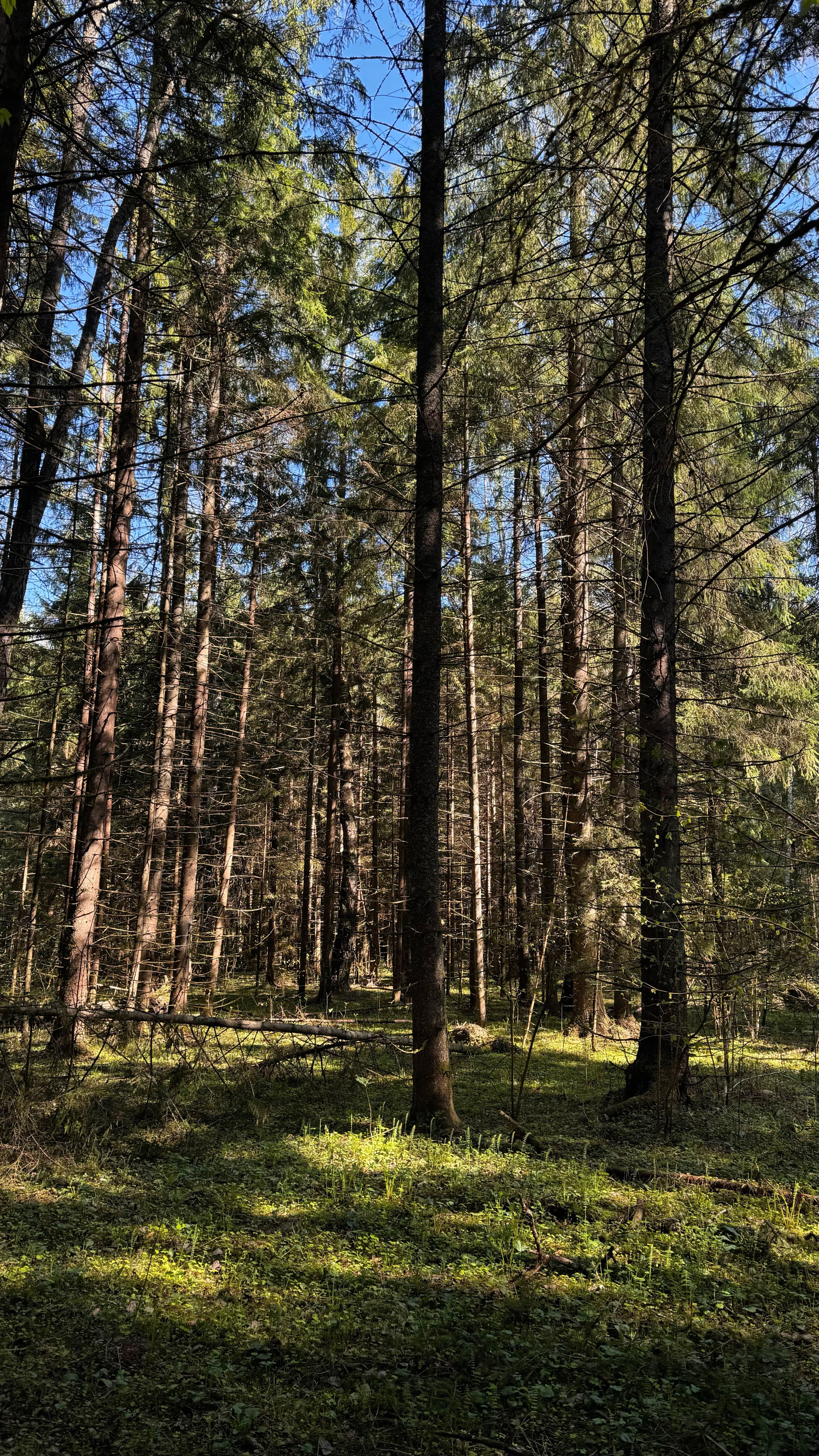 Фото Д Дача