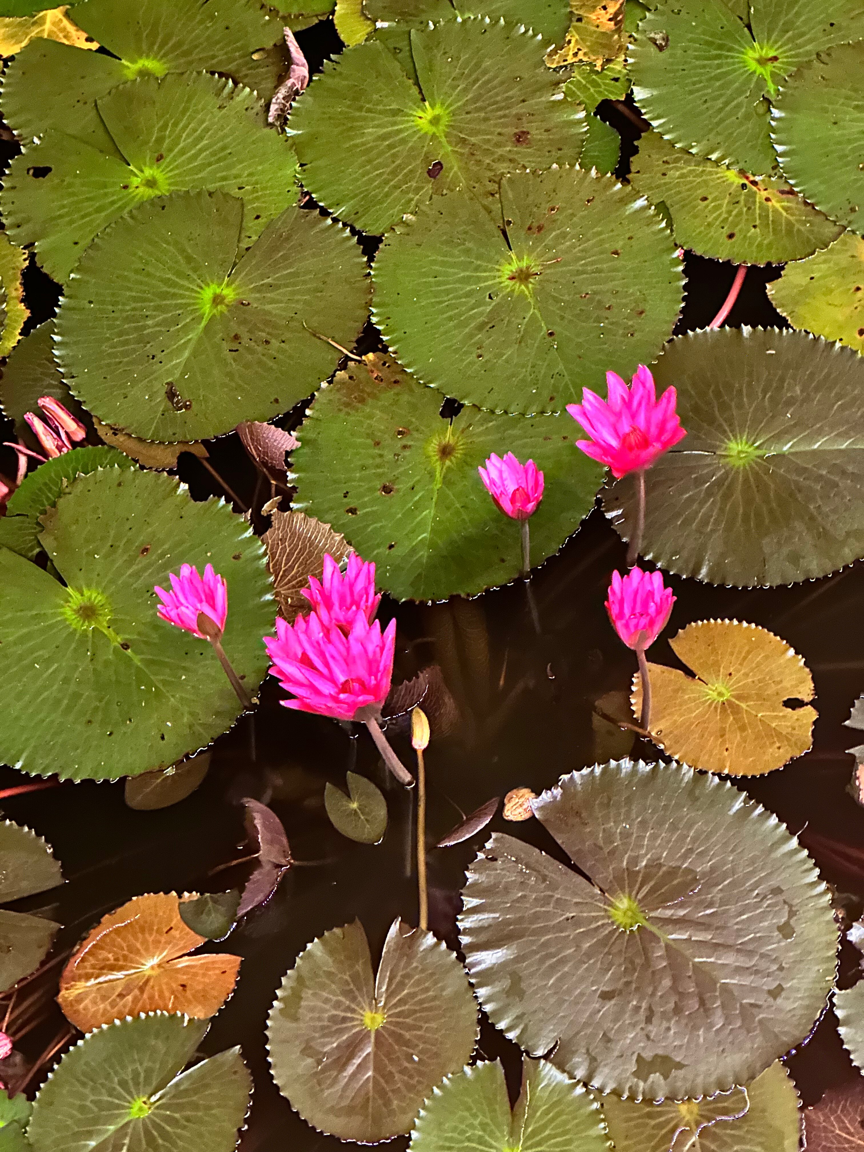 Фото Cassia Phuket