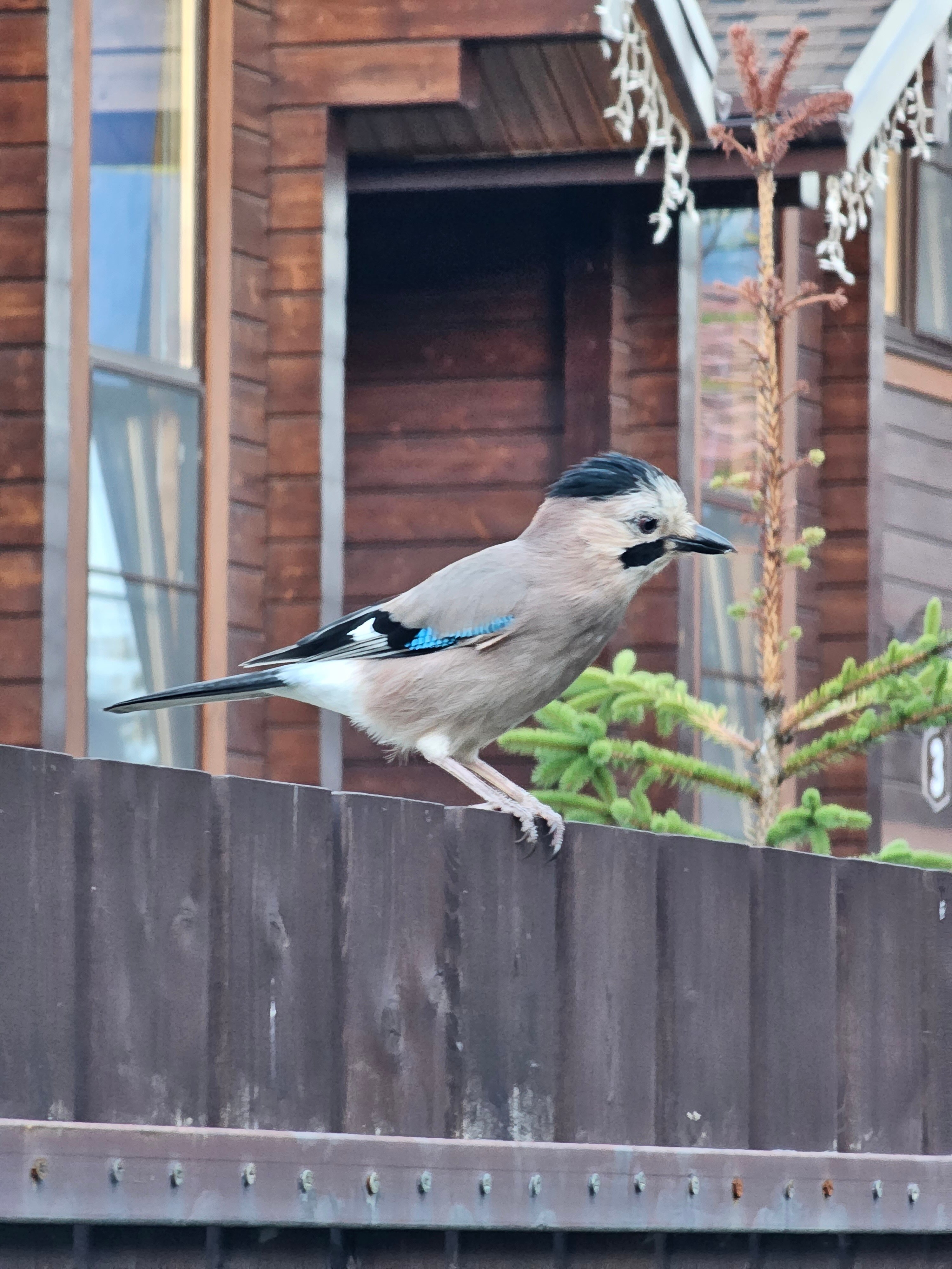 Фото Шале Тихое место
