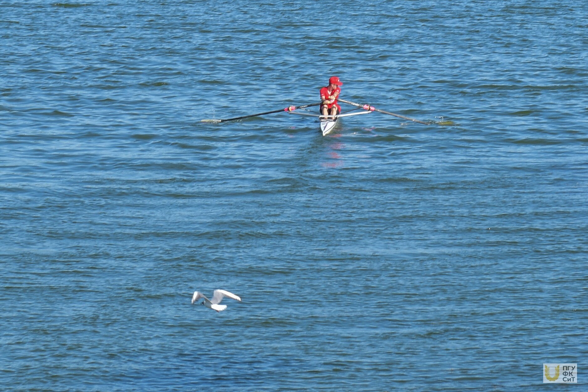 Фото Регата