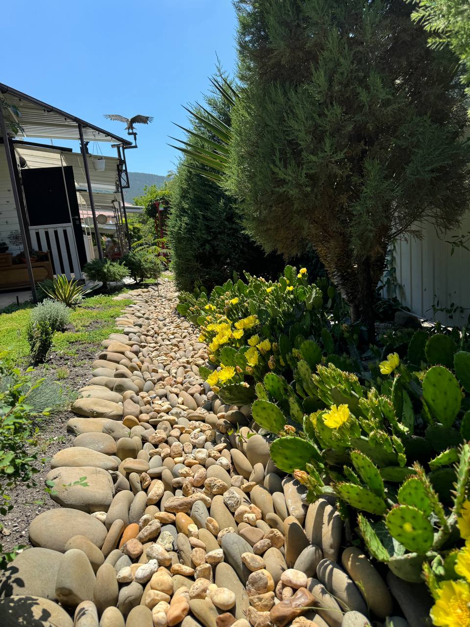 Фото Кофейное дерево