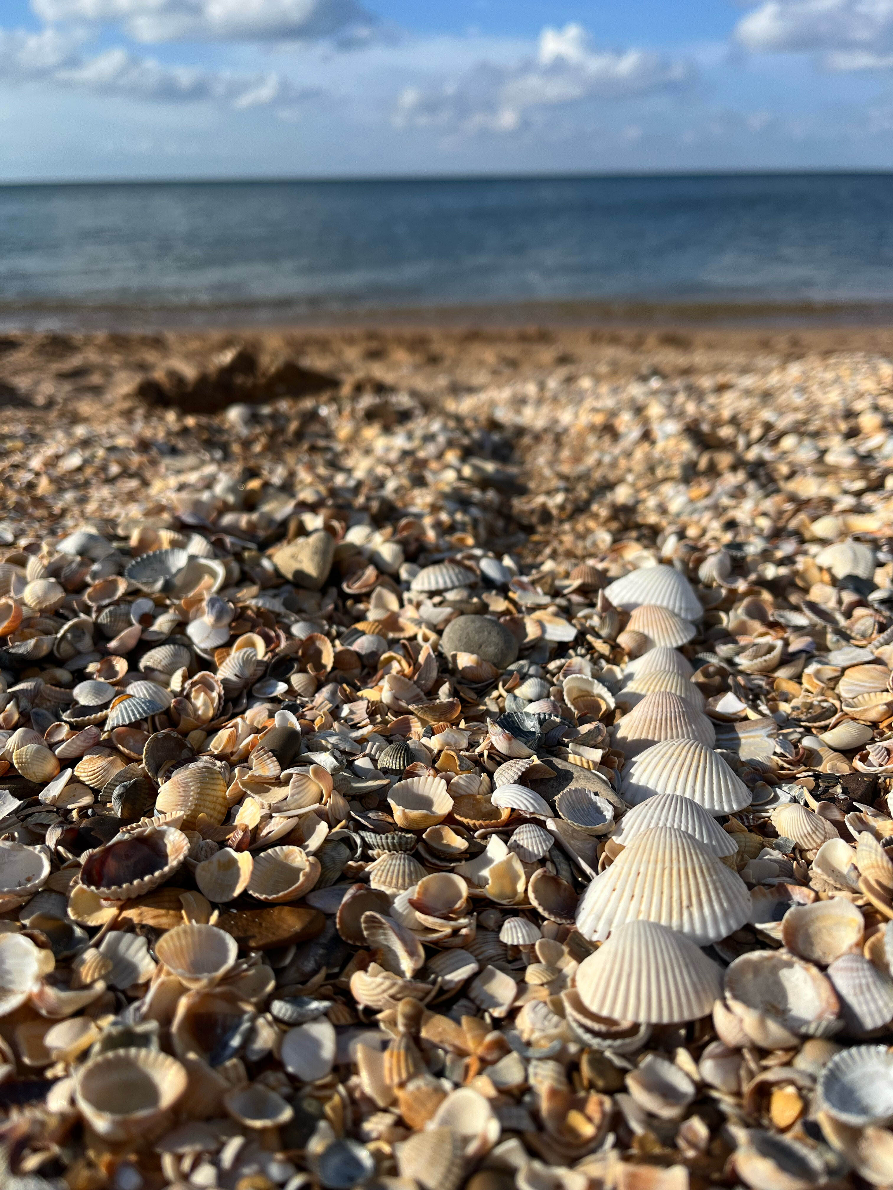 Фото Морская дача