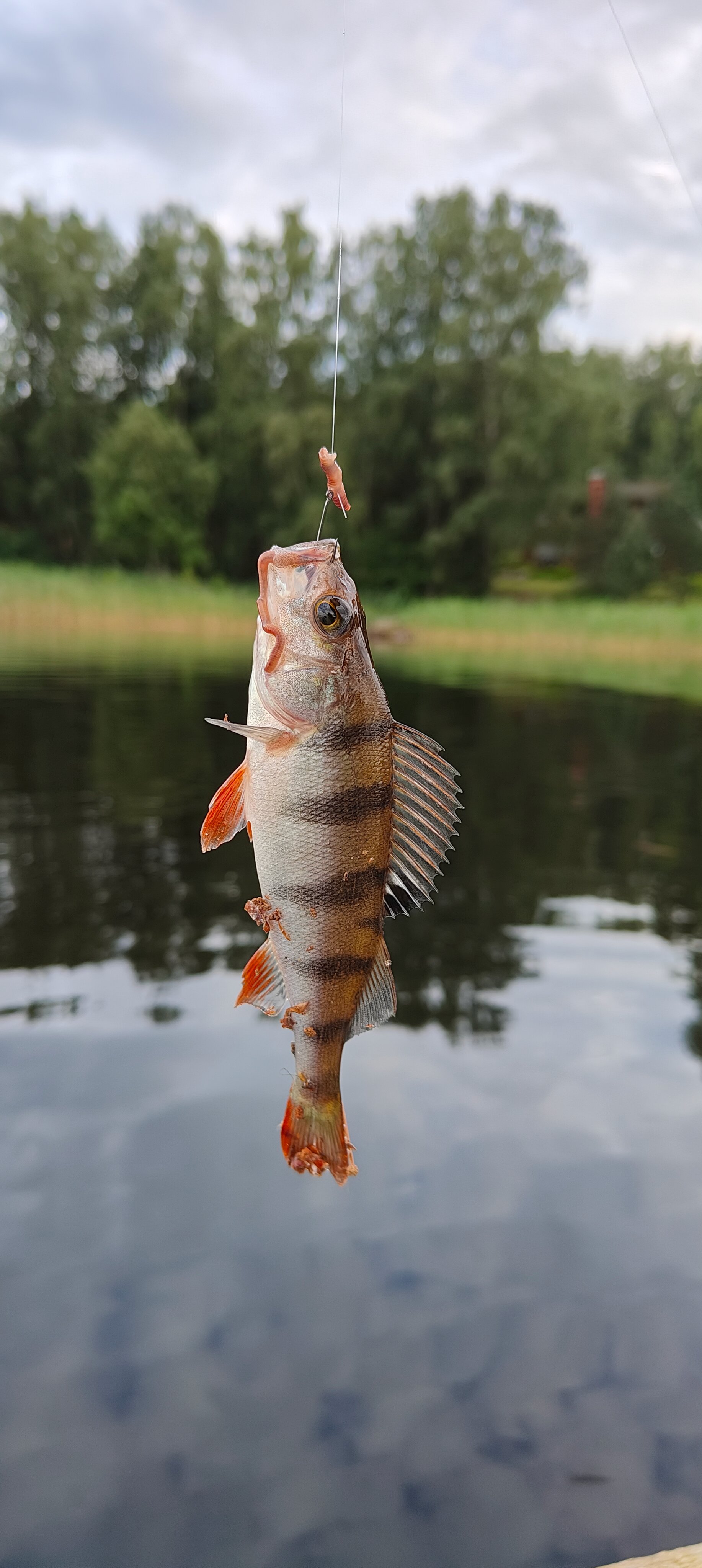 Фото Яр-Селигер