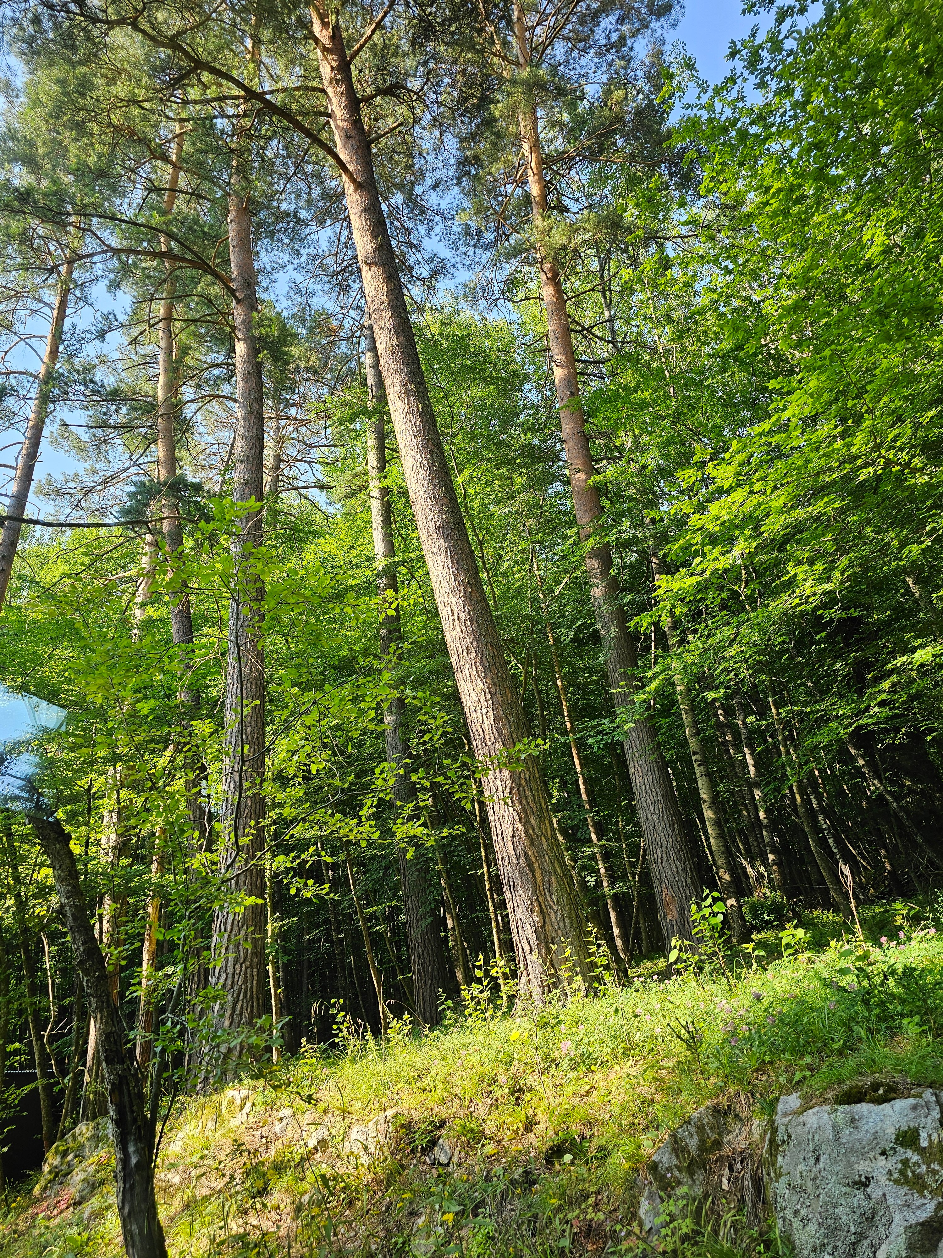 Фото Шелест