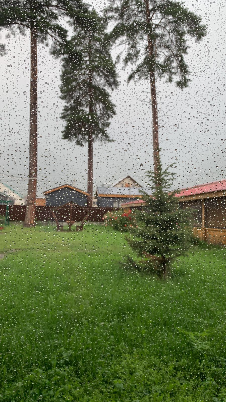 Фото Сосновый рай