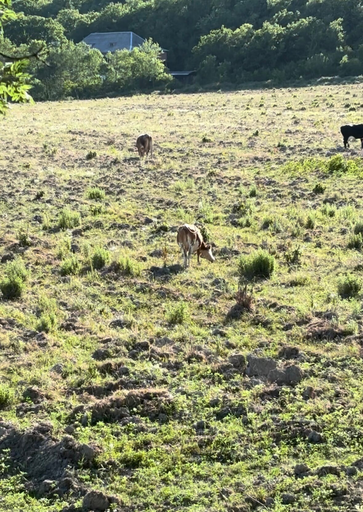 Фото Деревянная сказка