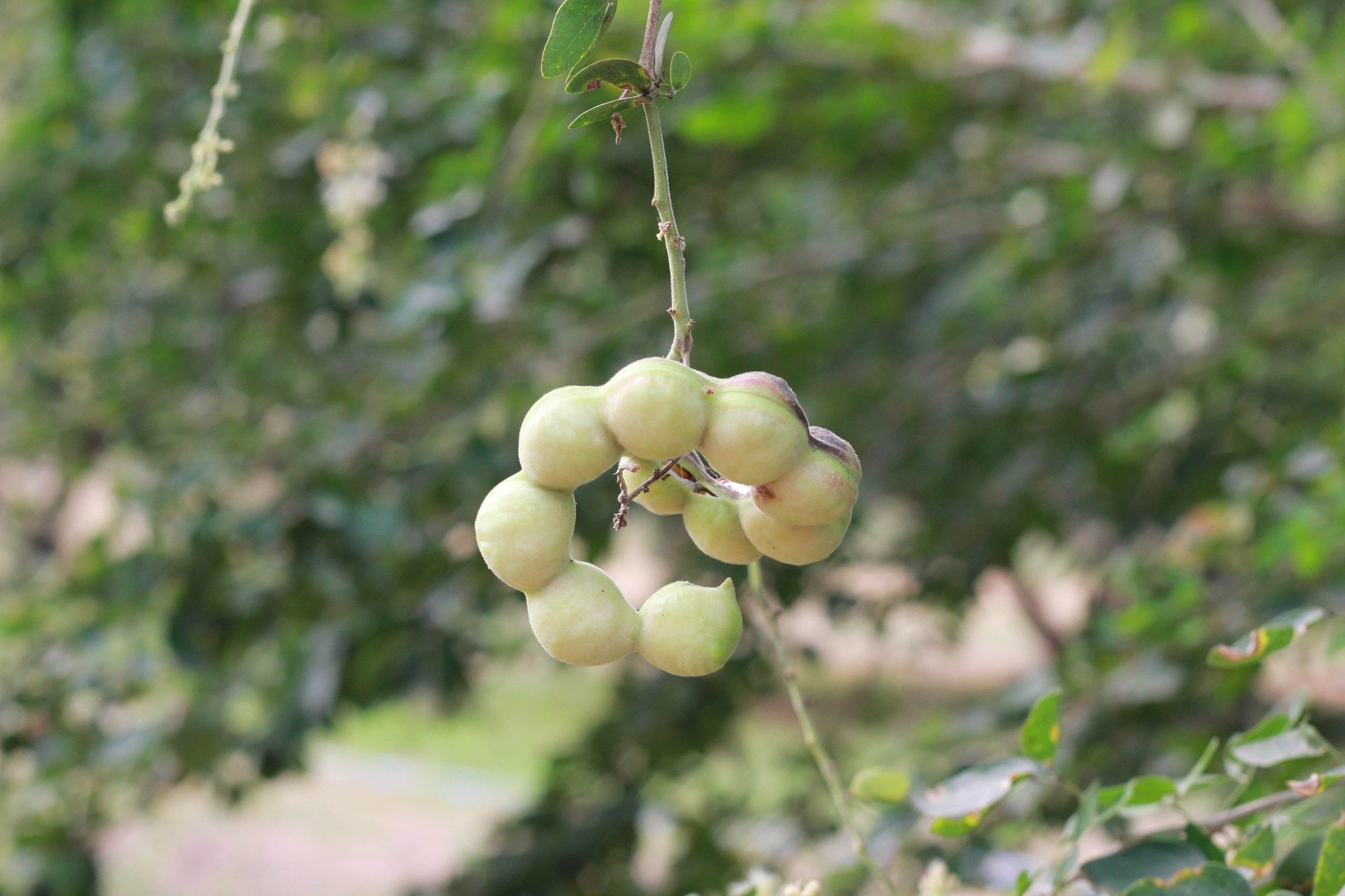 Фото Home @ Hostel Kanchanaburi