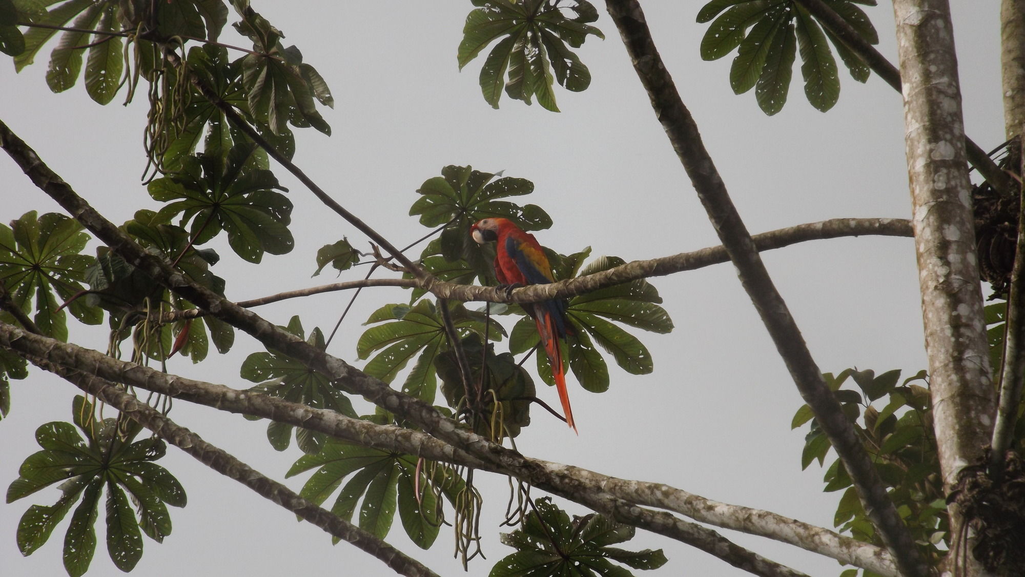 Фото Ara Ambigua Lodge