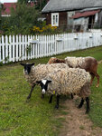 Гостевая усадьба Жили-были (Leningrad Region, 41K-755), cría de animales