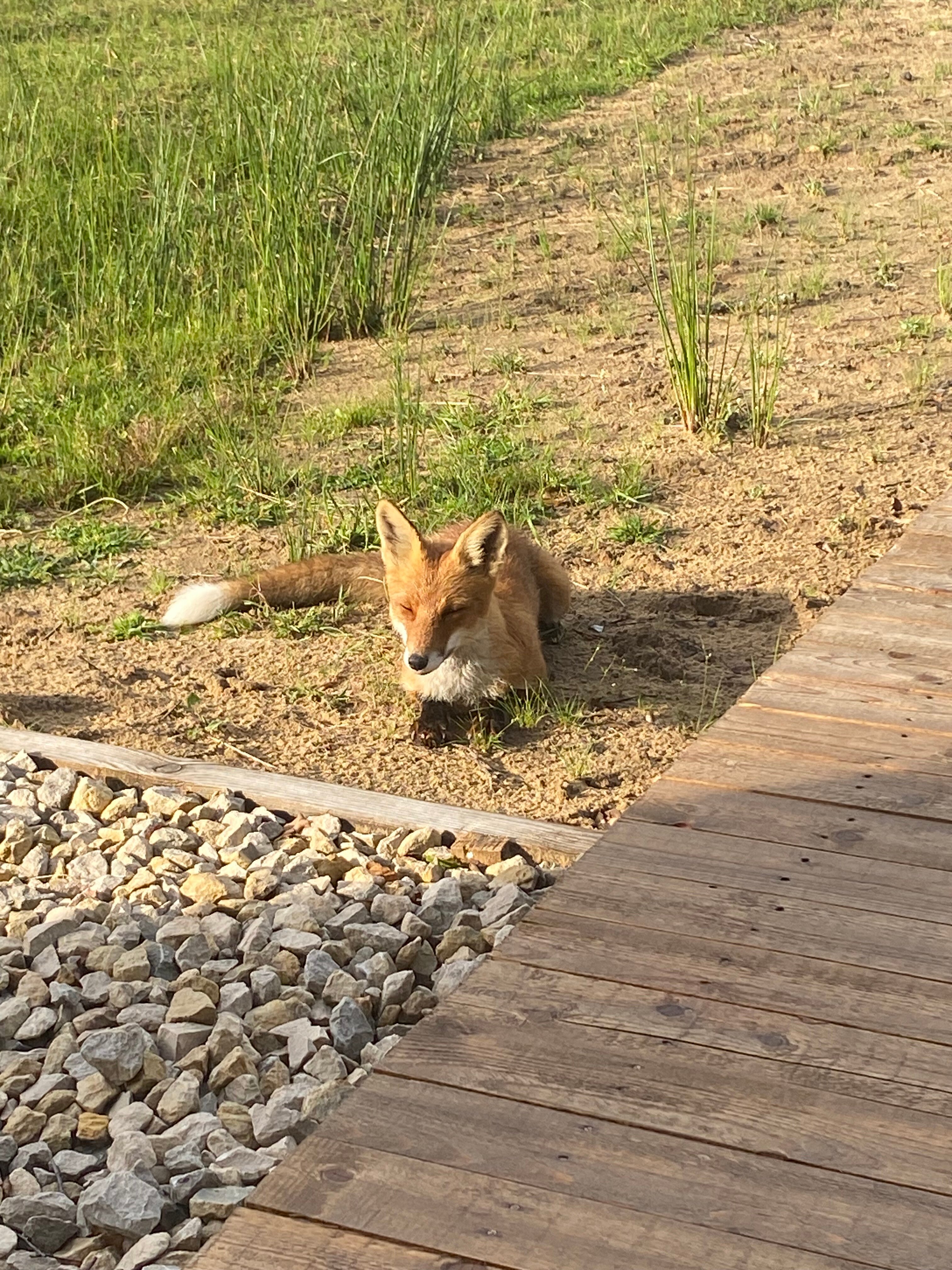Фото Дом Лани