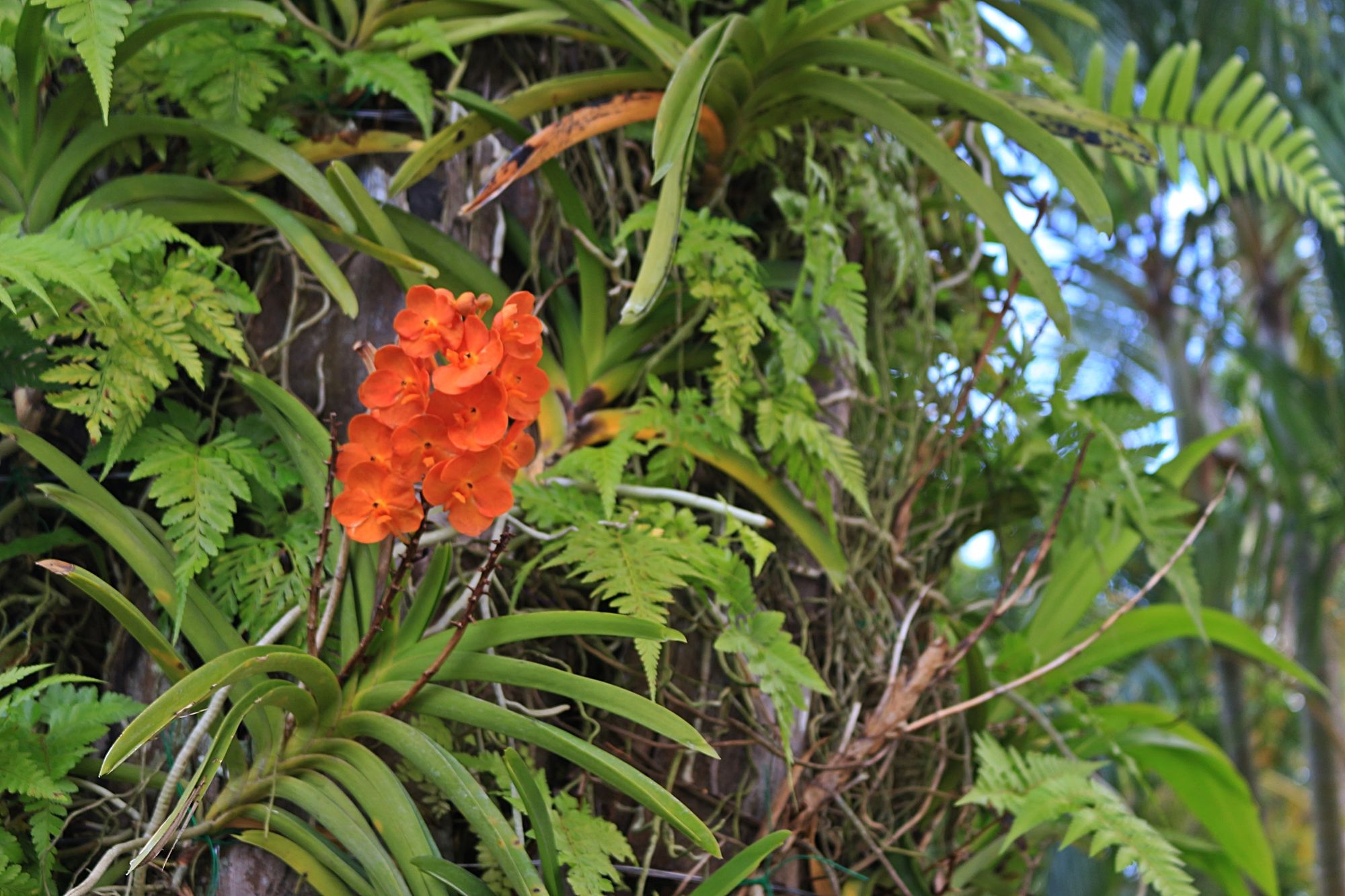 Фото Royal Lee Resort & SPA