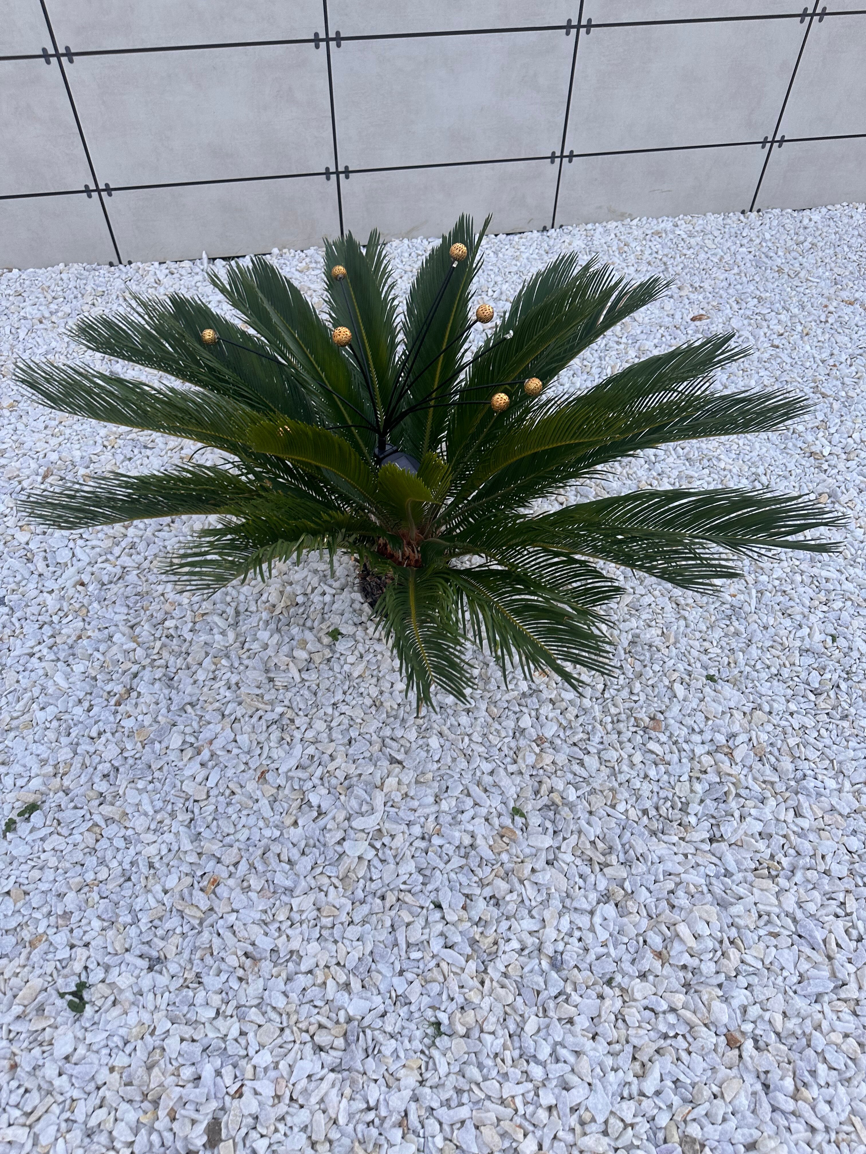 Фото Черноморская Звезда