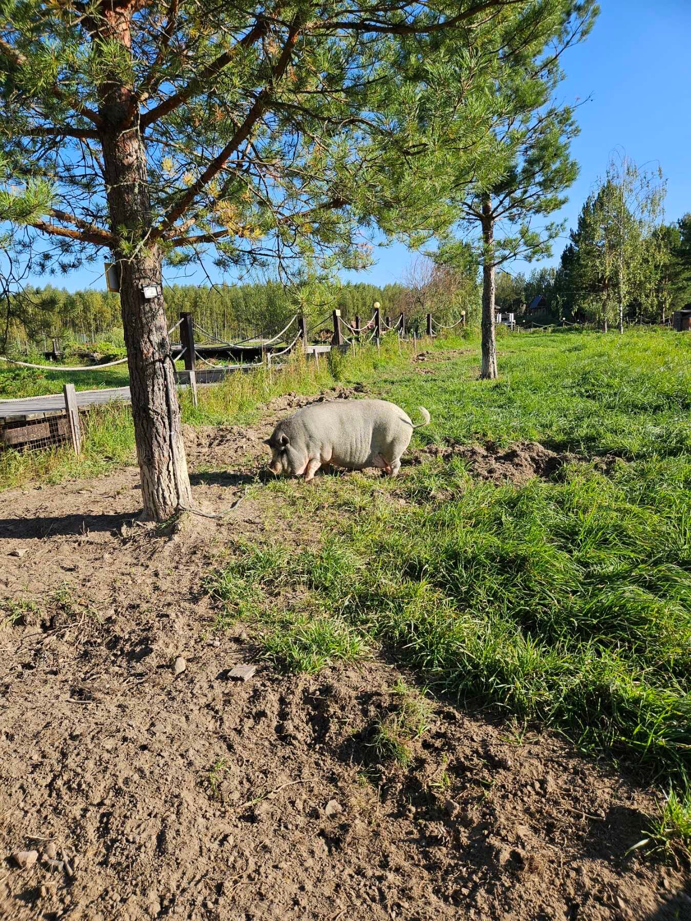 Фото Оленьи пруды