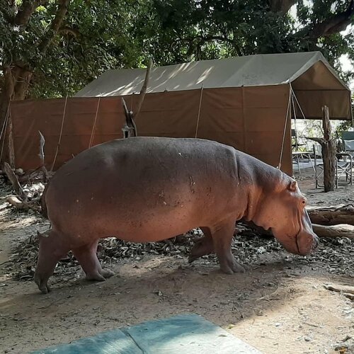 Гостиница Mwinilunga Safaris