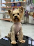 Layti (Komsomolskiy Avenue, 48), pet salon