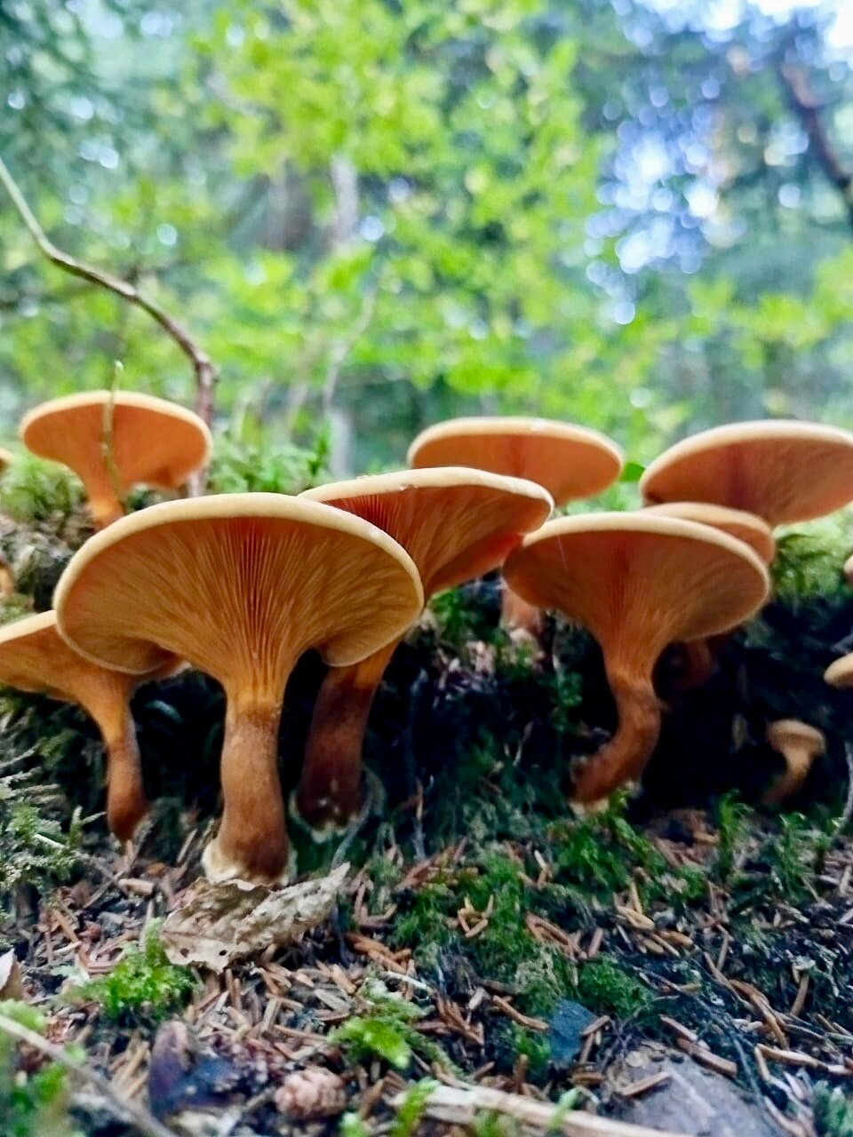 Фото КараБелка