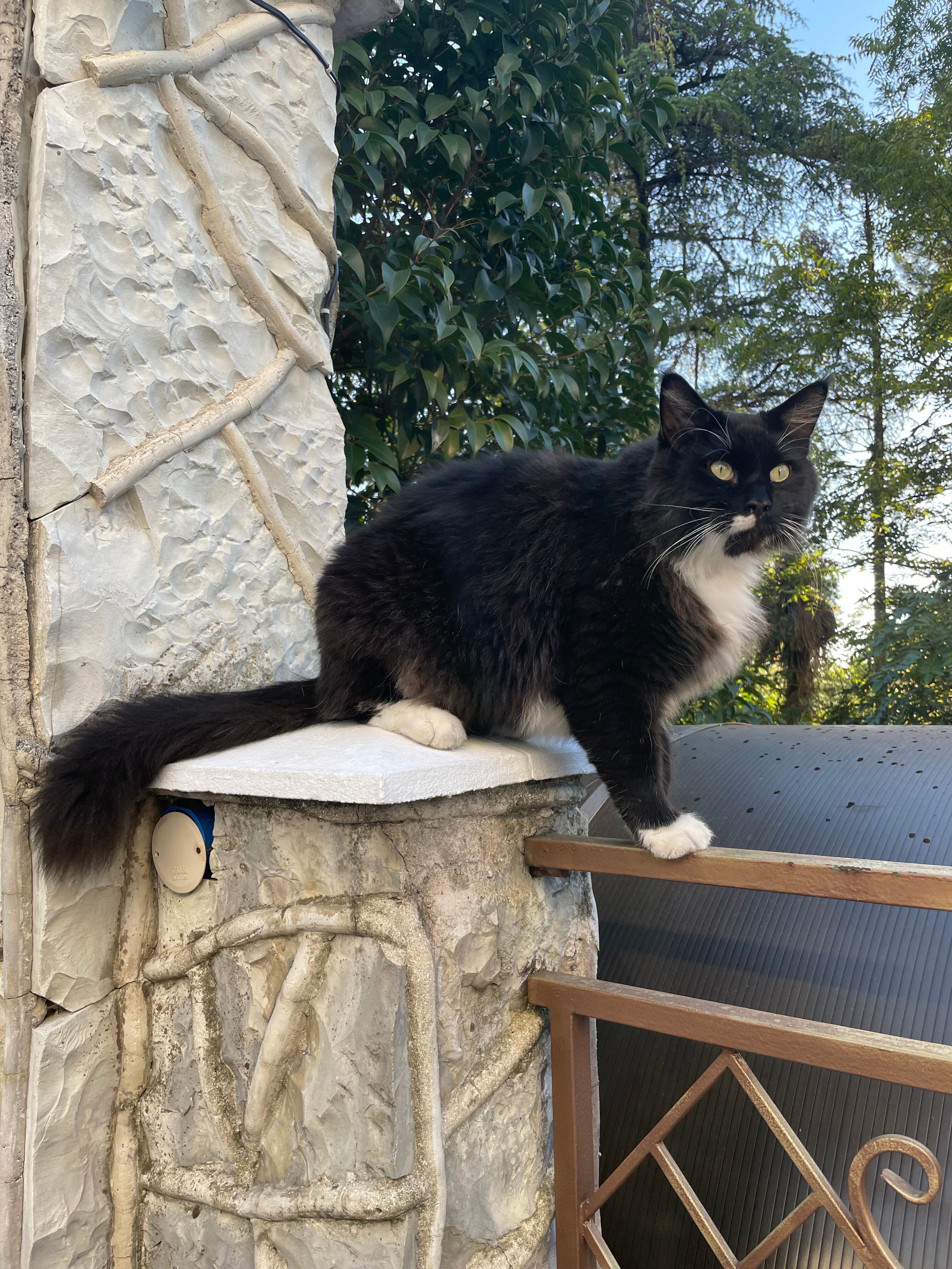 Фото Золотая пальма