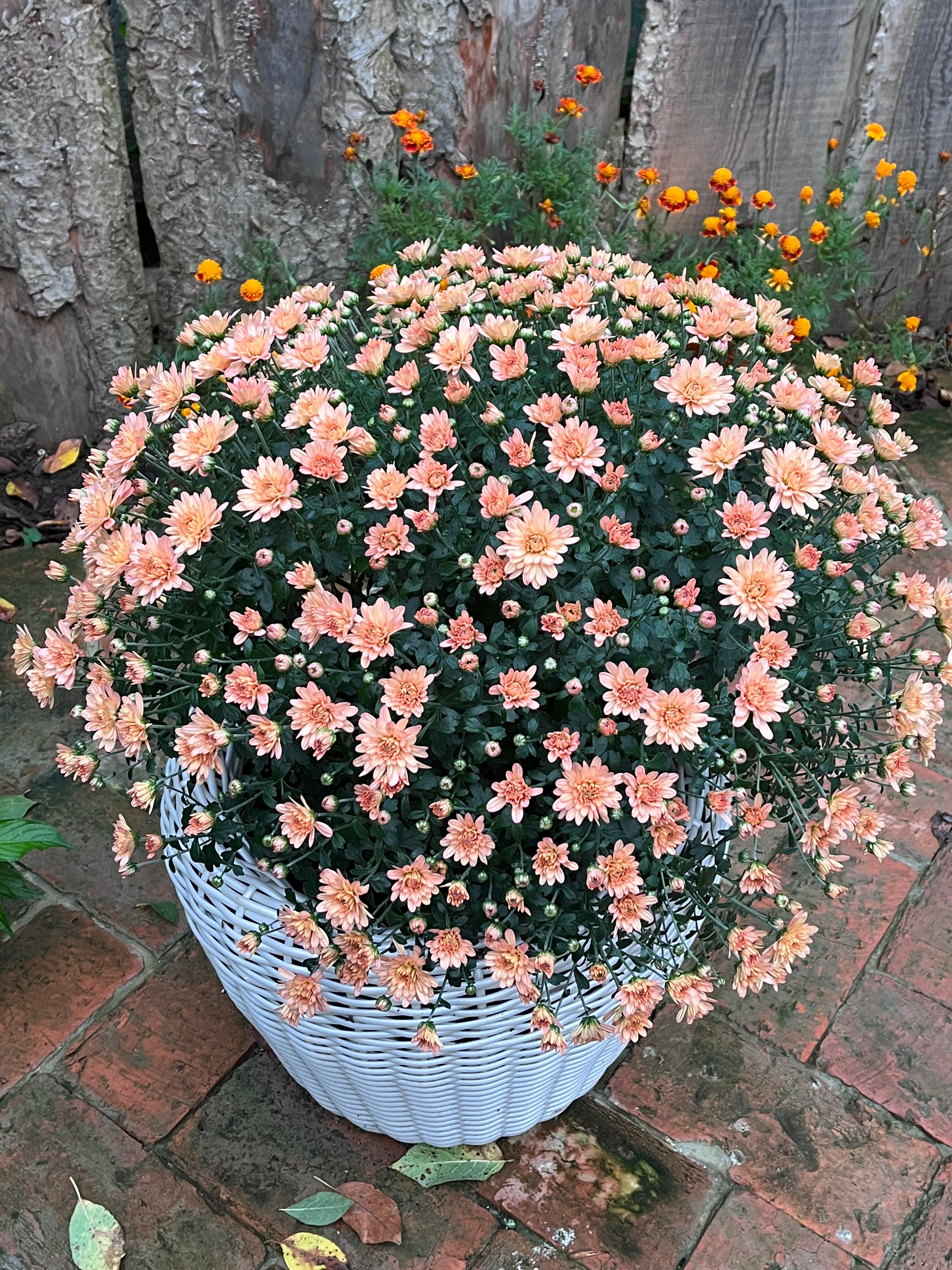 Фото Домик в Деревне Green Wood