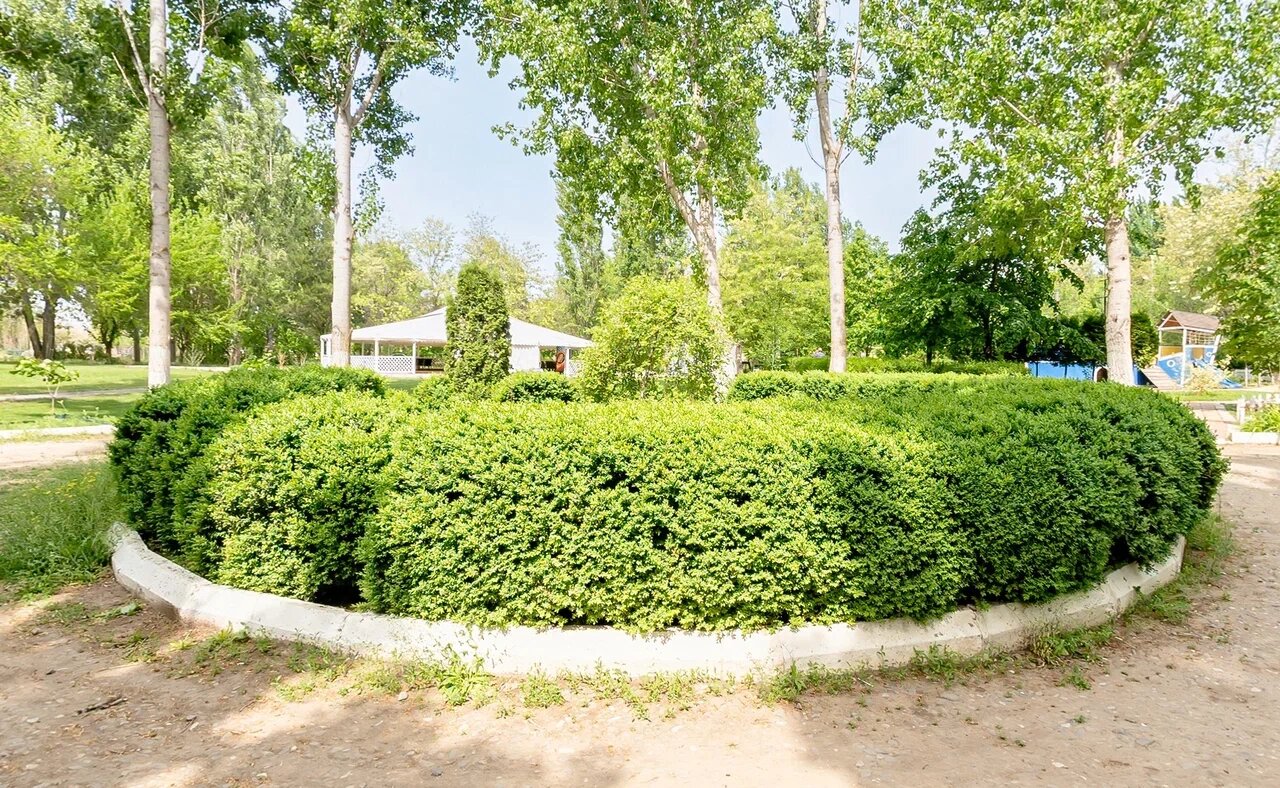 Фото Росинка