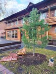 Kedr (Parkovaya ulitsa, 4), hotel