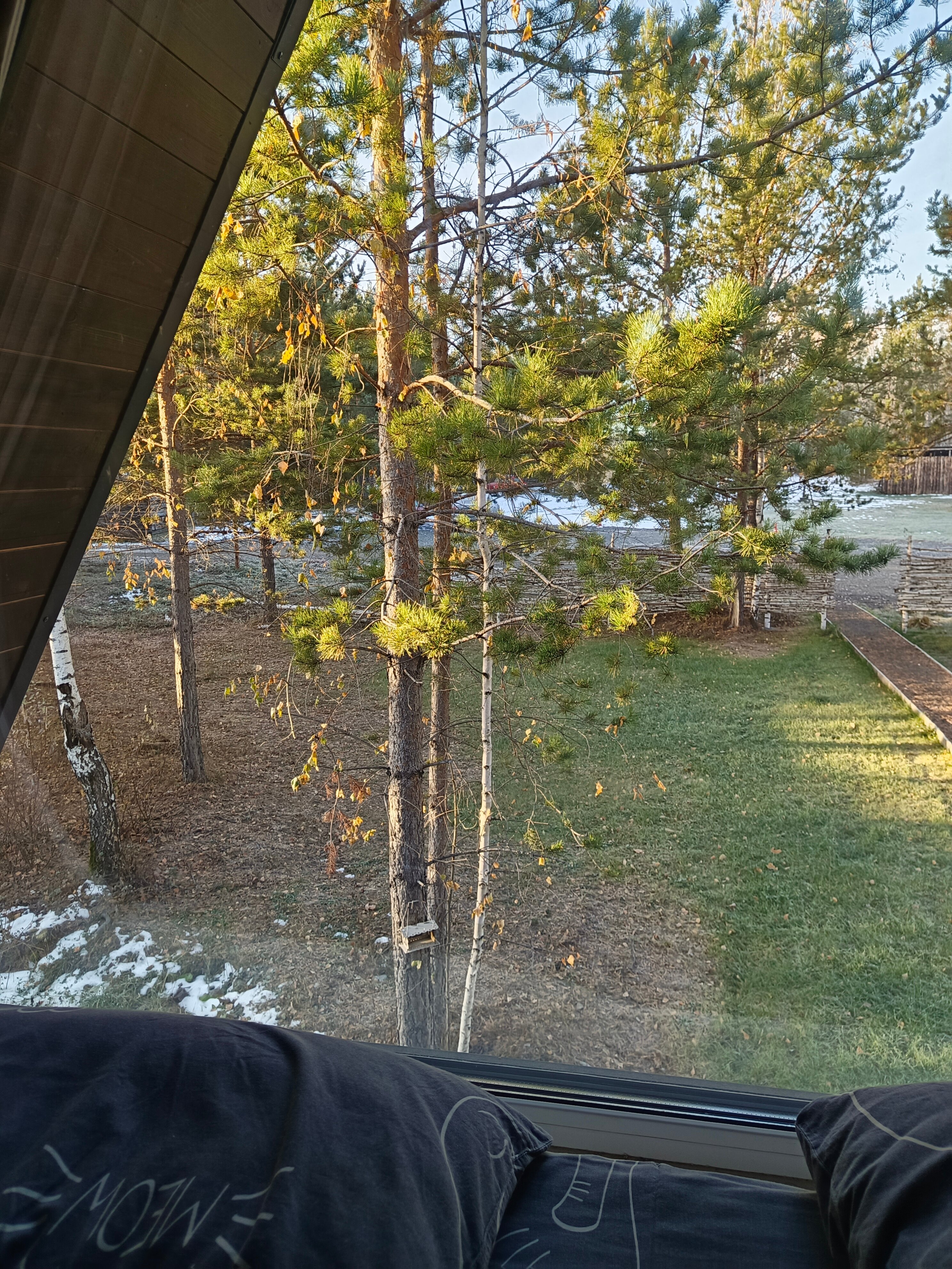 Фото Forest tale