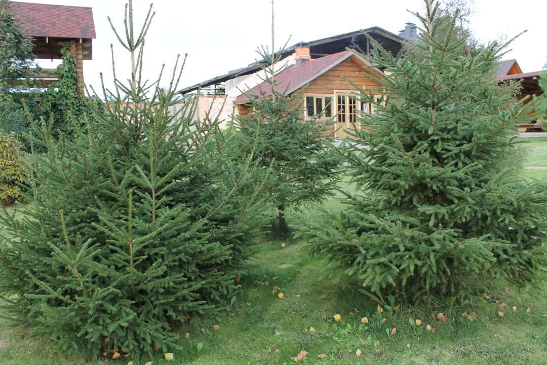 Фото Георгиевский