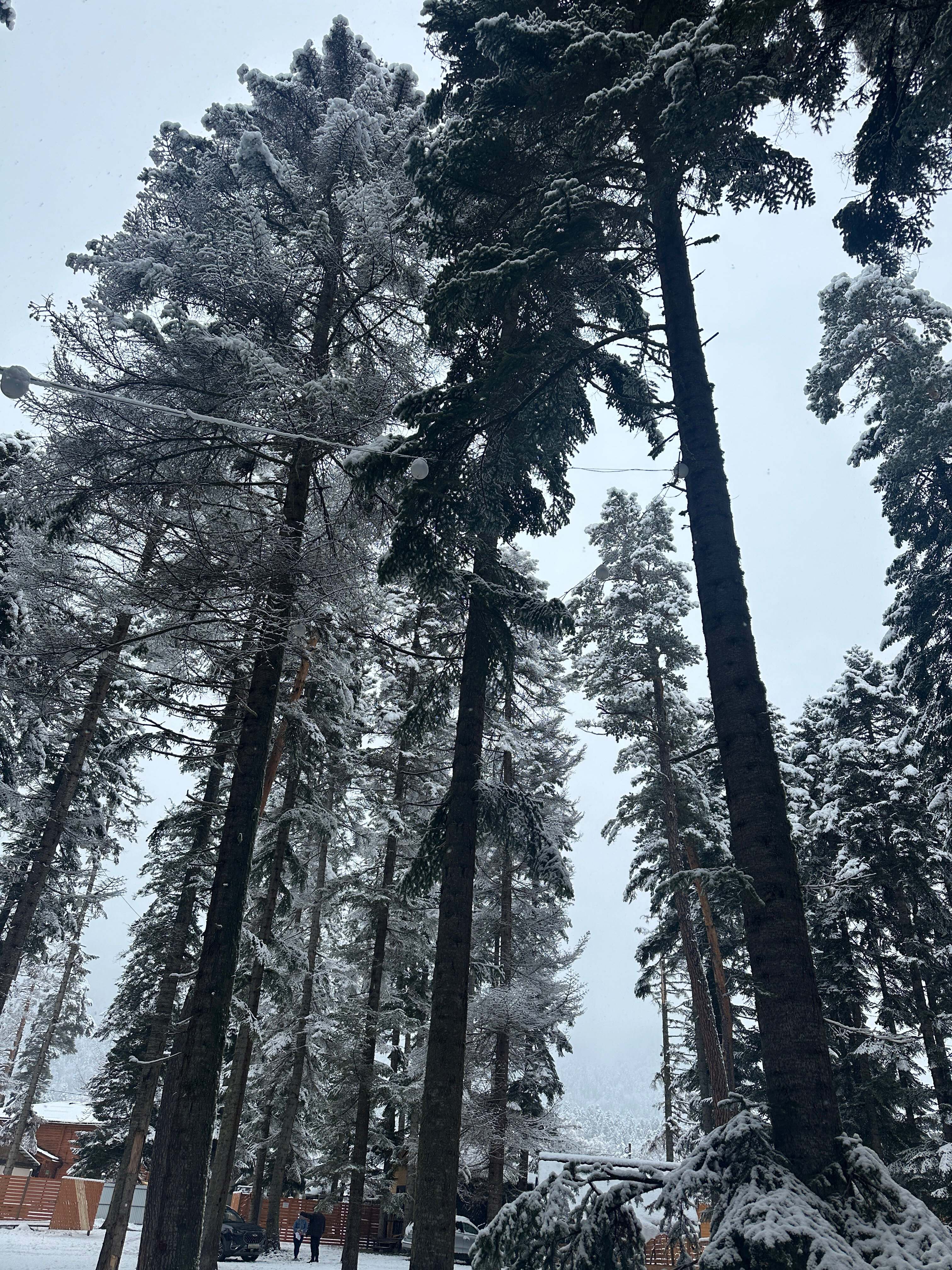 Фото Пихтовый парк