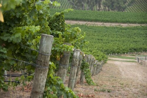 Гостиница Barristers Block Vigneron Villa