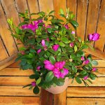 Tuana Botanic (Aydın, Didim, Atatürk Blv., 354), gift and souvenir shop