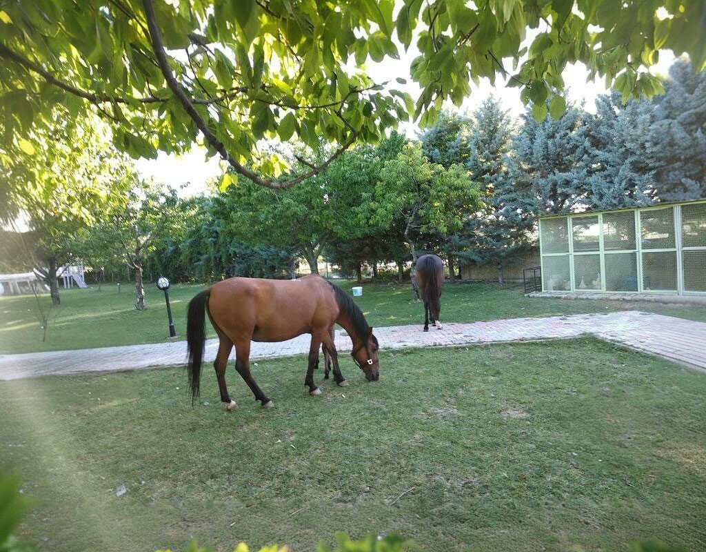 Mosque Suleymansah Mosque, Konya, photo