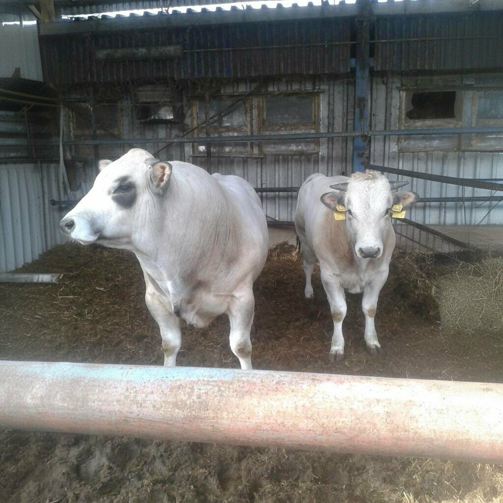 Veterinary clinic Sagvet Veterinary Clinic, Sorgun, photo