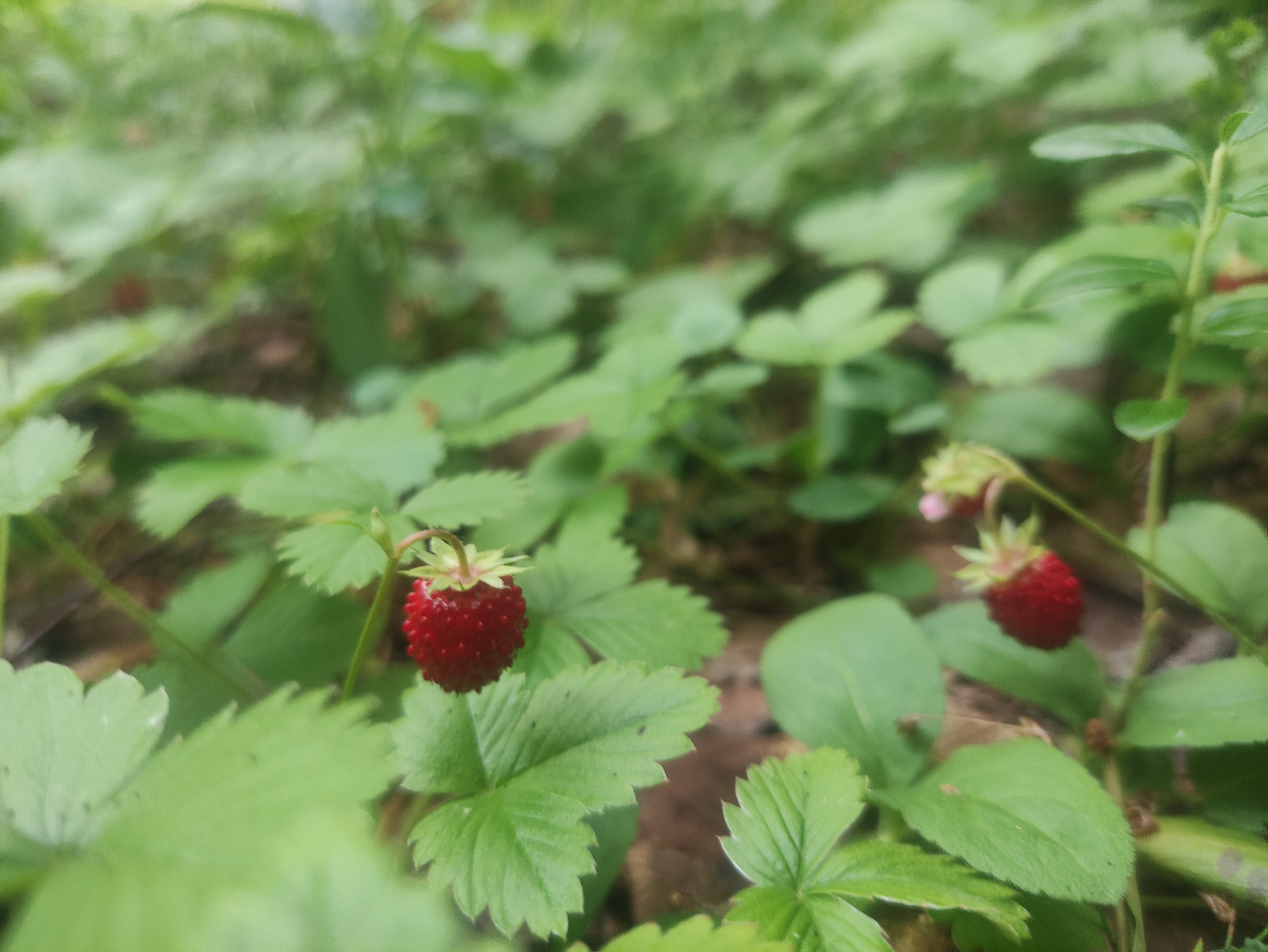 Фото Финноугория