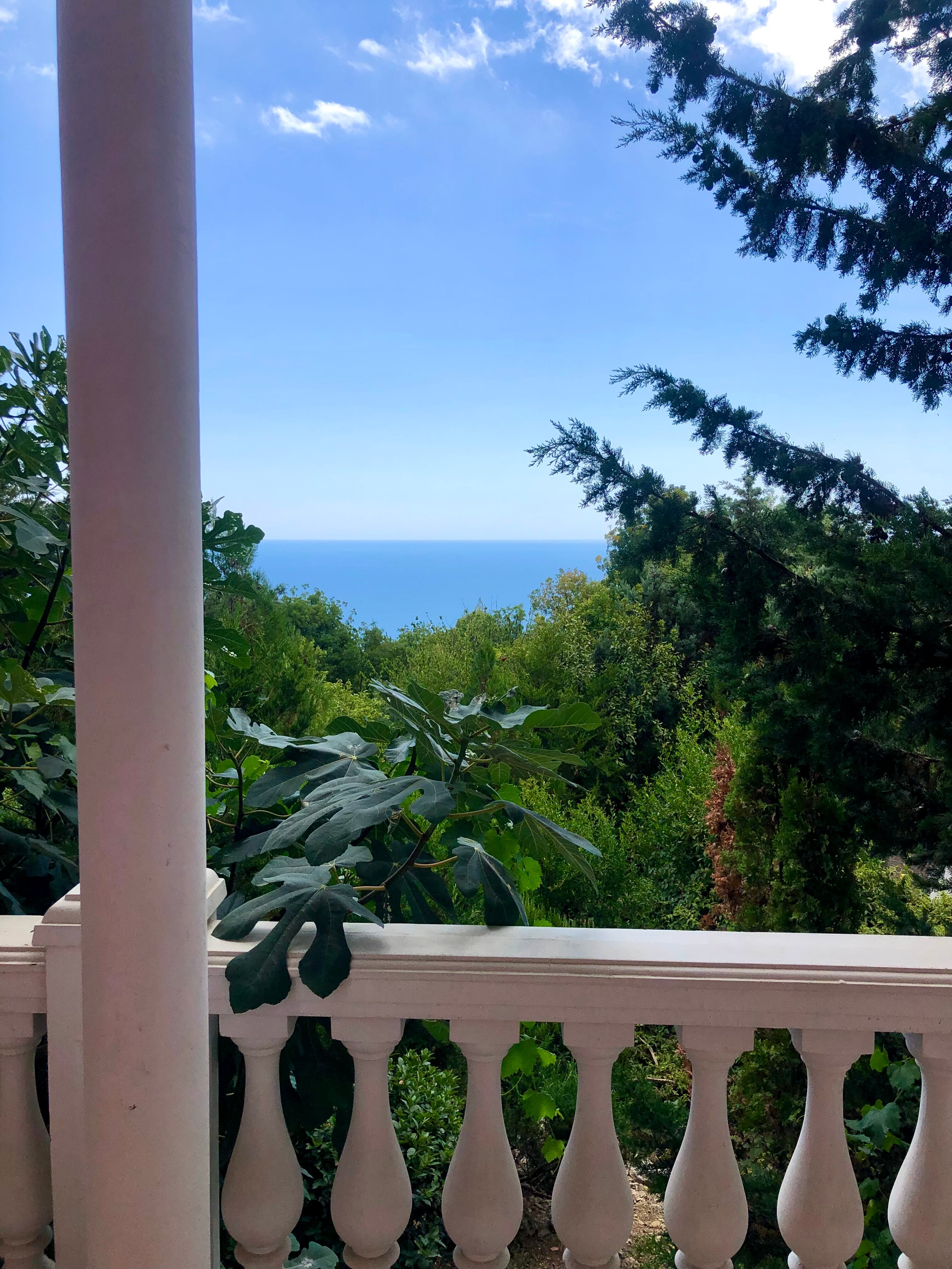 Фото Кипарис