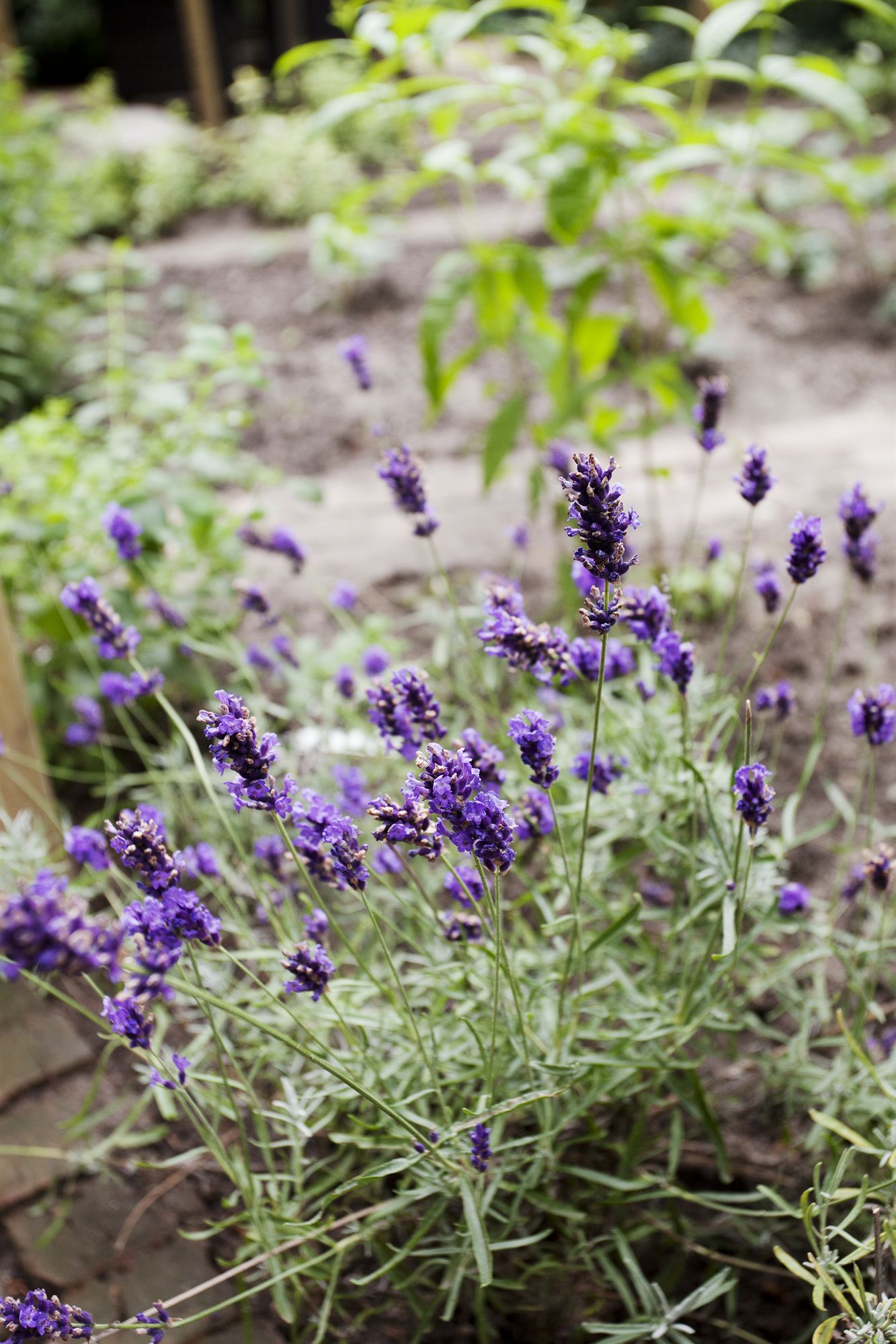 Фото Hotel Restaurant Fidder