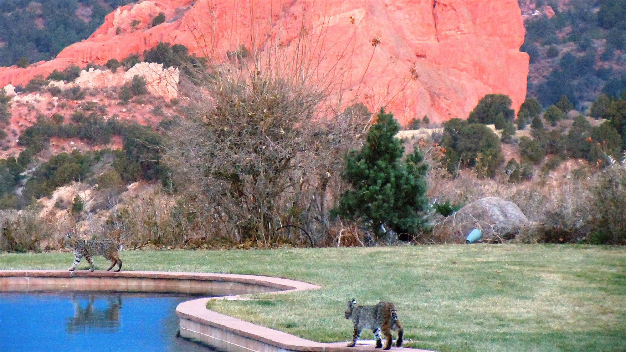 Фото Garden of the Gods Resort and Club