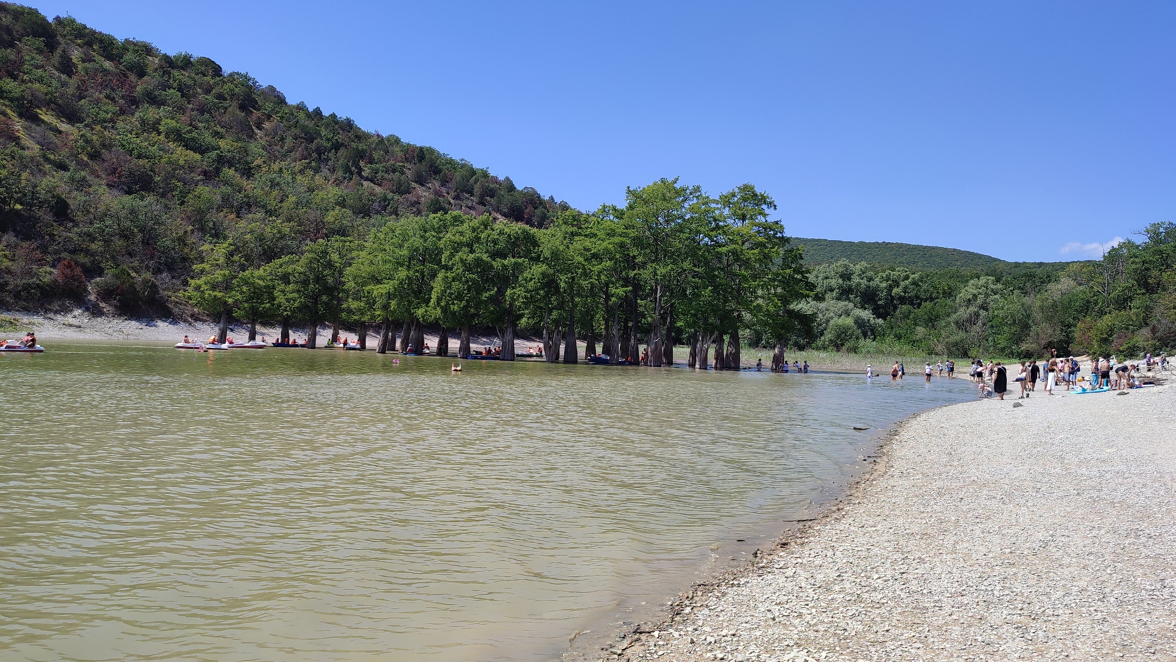 Фото Кипарис