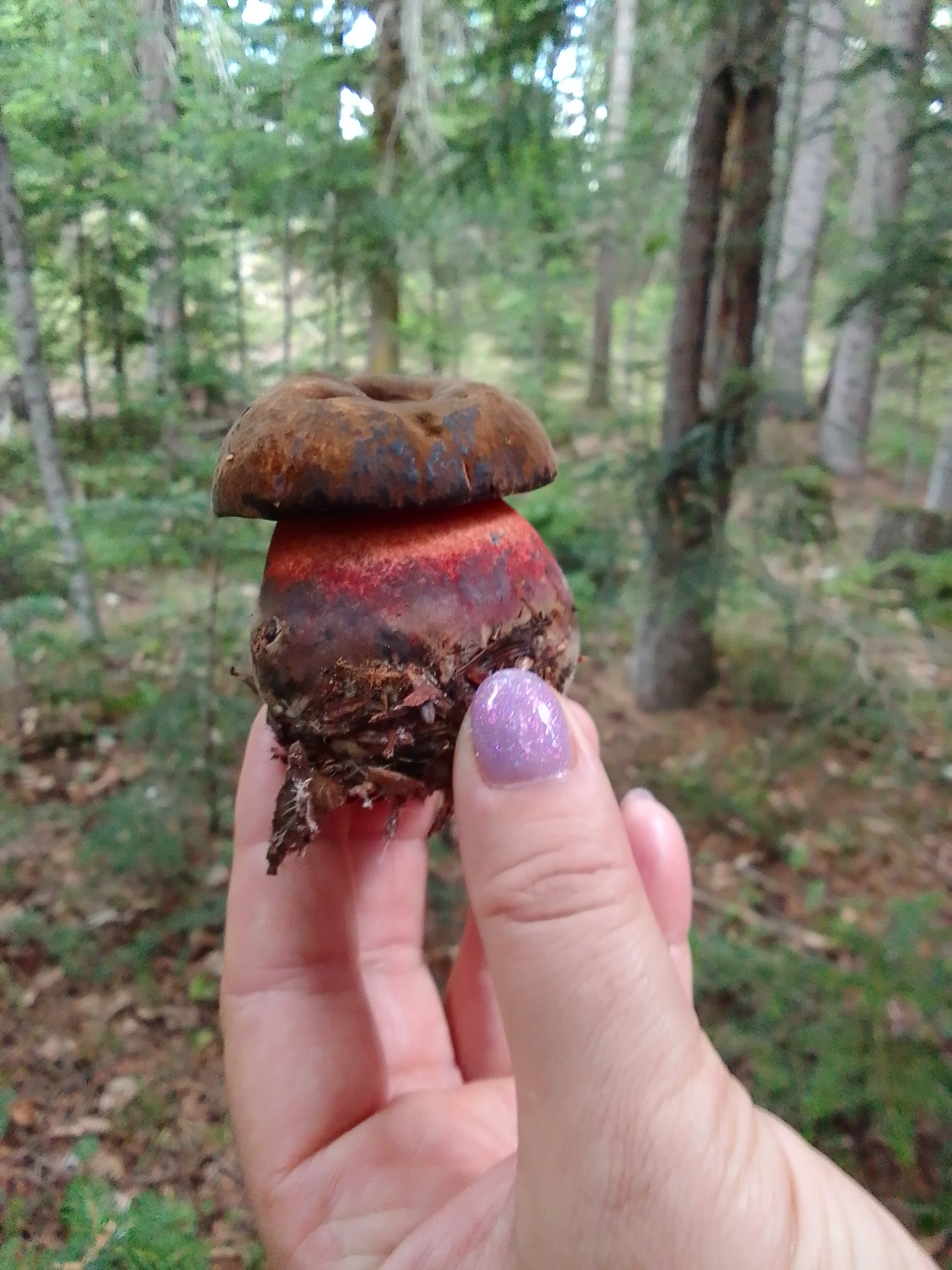 Фото Белый волк