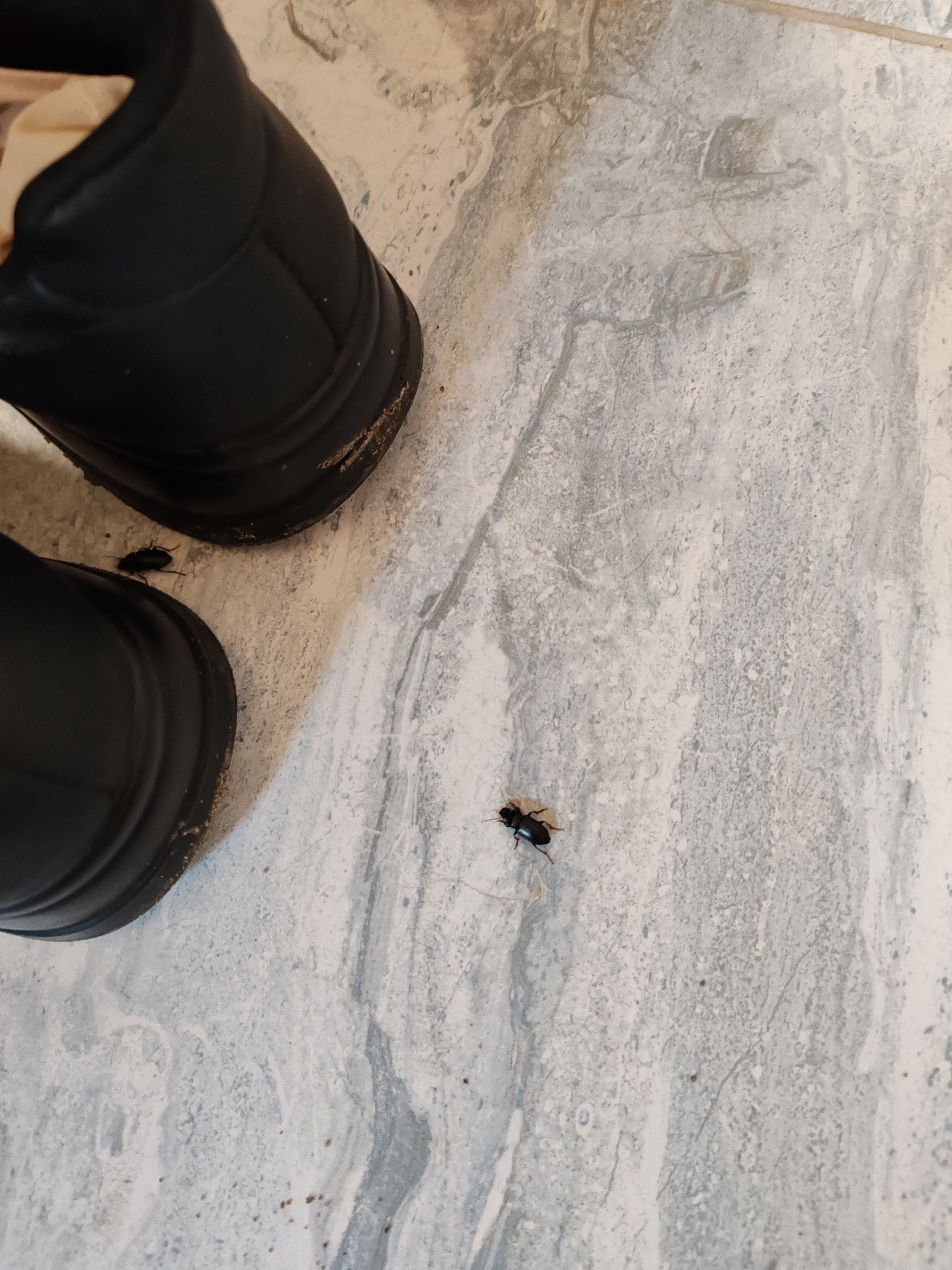 Фото Алтай Gold