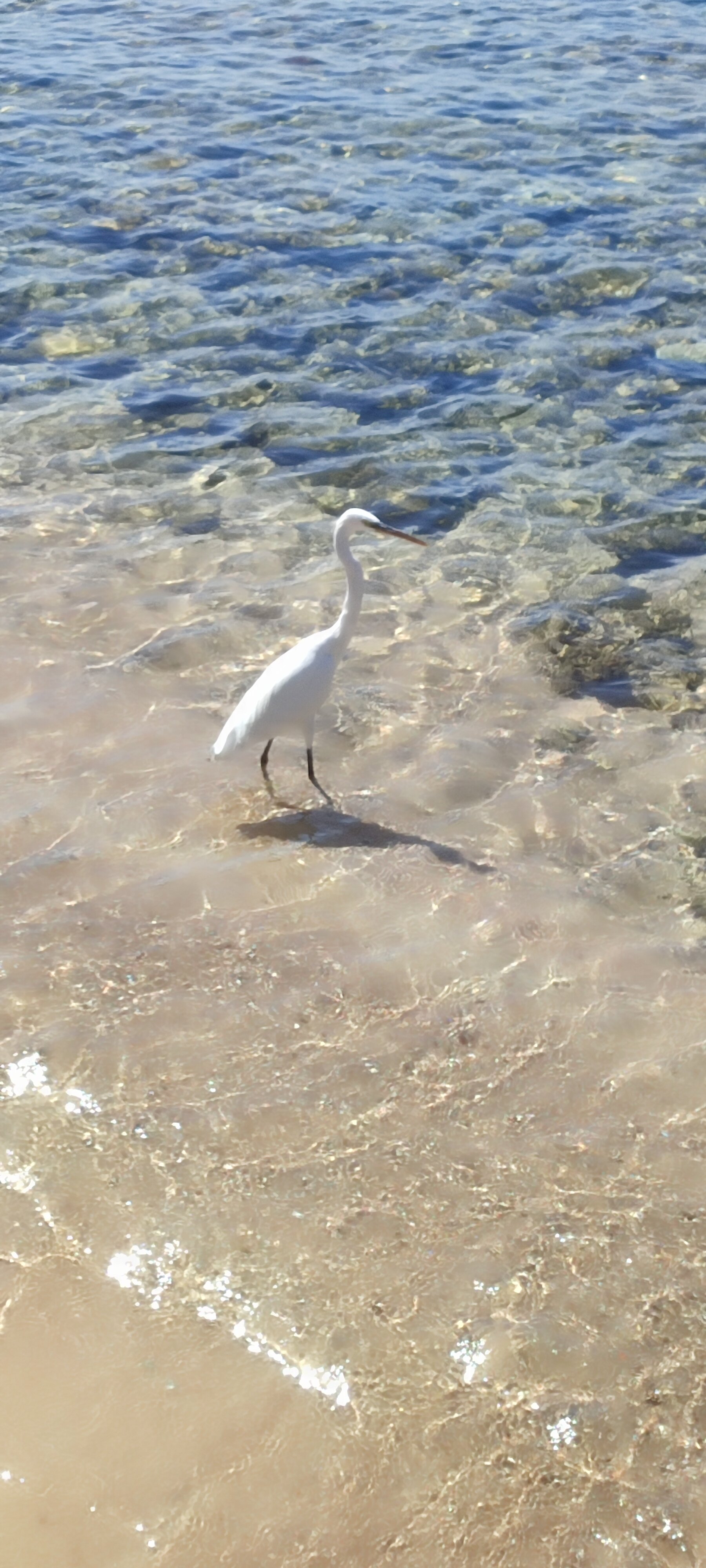 Фото Reef Oasis Blue Bay Resort
