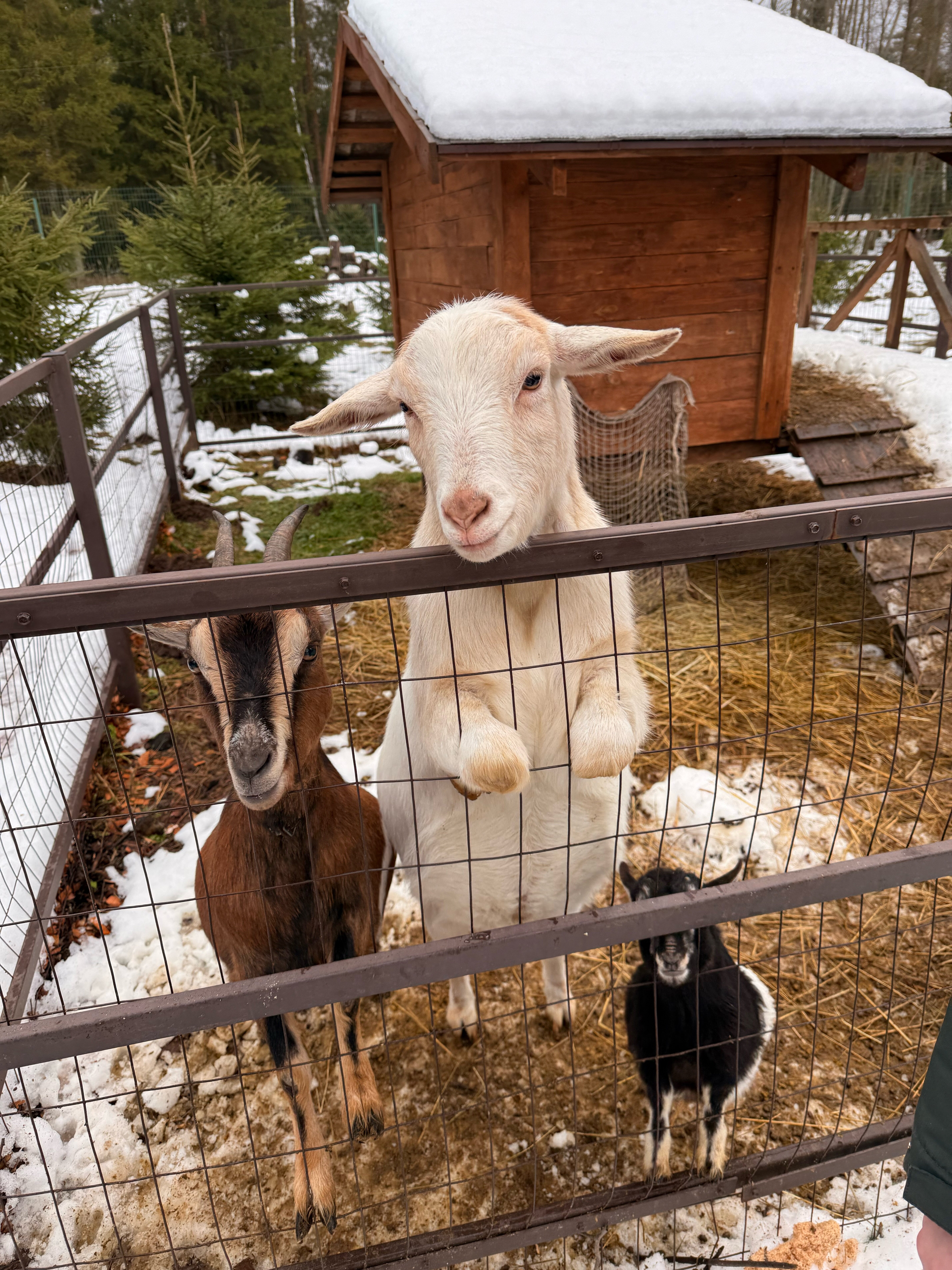 Фото ГлинтВуд