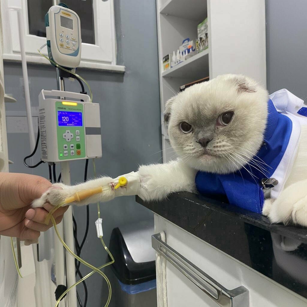 Veterinary clinic Clinic Samsun Veteriner, Samsun, photo