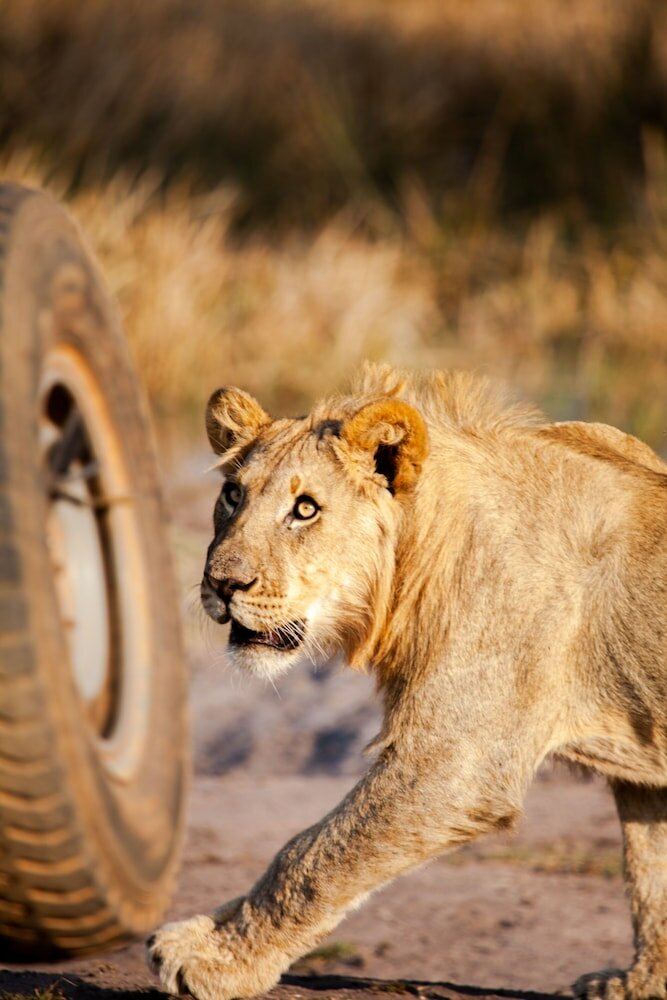 Фото Ekuthuleni Lodge