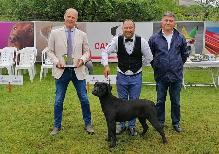 Associations and industrial unions Cane Corso Irk Derneği, Guzelbahce, photo