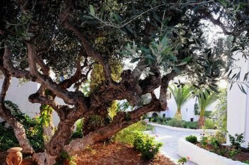 Фото Hersonissos Village
