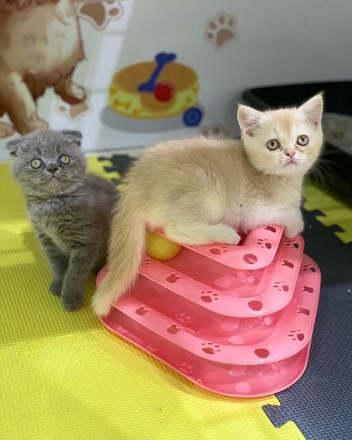 Pet shop Rawaea Al Toyoor, Dubai, photo